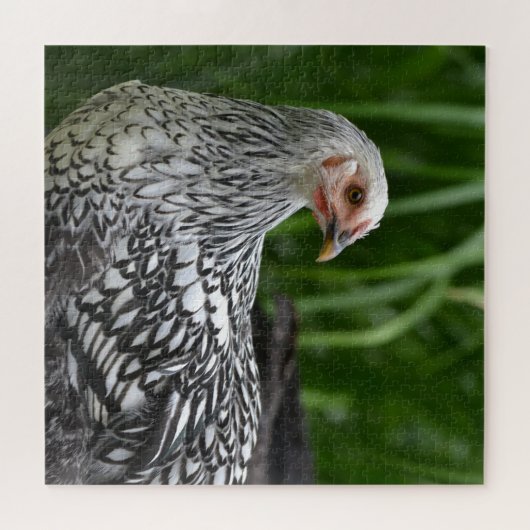 Silver Laced Chicken Puzzle (Horizontal)