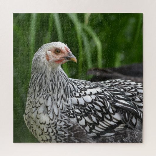 Silver Laced Chicken Puzzle (Vertikal)
