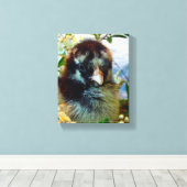 Silver Laced Cochin Chick Leinwanddruck (Insitu (Holzboden))