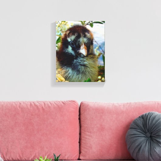 Silver Laced Cochin Chick Leinwanddruck (Insitu (Wohnzimmer))