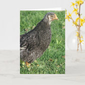 Silver Laced Wyandotte Chick Karte (Gelbe Blume)