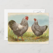 Silver Laced Wyandottes Postkarte (Vorne/Hinten)