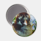 Silver Lacke Cochin Chick in Studio Einstellung Magnet (Vorderseite/Rückseite)