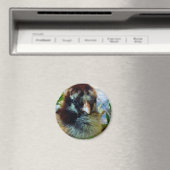 Silver Lacke Cochin Chick in Studio Einstellung Magnet (In Situ (Geschirrspüler))