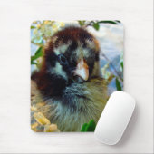 Silver Lacke Cochin Chick in Studio Einstellung Mousepad (Mit Mouse)