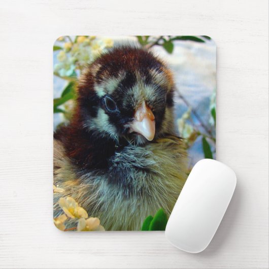 Silver Lacke Cochin Chick in Studio Einstellung Mousepad (Mit Mouse)