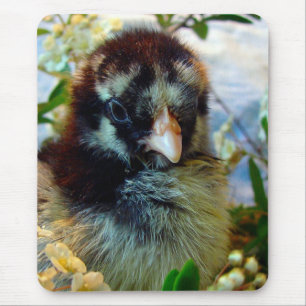 Silver Lacke Cochin Chick in Studio Einstellung Mousepad