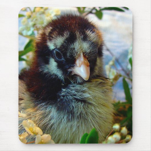 Silver Lacke Cochin Chick in Studio Einstellung Mousepad (Vorne)