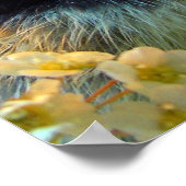 Silver Lacke Cochin Chick in Studio Einstellung Poster (Ecke)