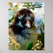 Silver Lacke Cochin Chick in Studio Einstellung Poster (Vorne)