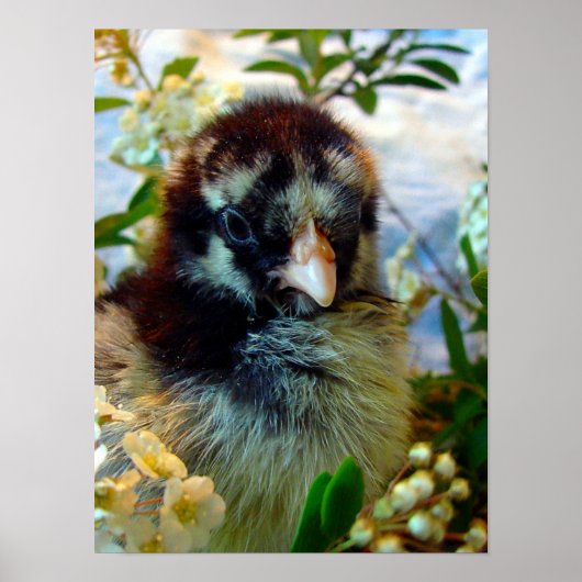 Silver Lacke Cochin Chick in Studio Einstellung Poster (Vorne)