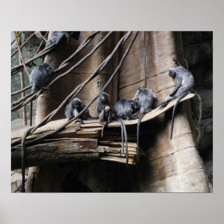 Silver Langur Affentruppe mit Baby Poster