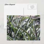 Silver Leopard # 2 Postkarte (Vorne/Hinten)