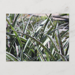 Silver Leopard # 2 Postkarte