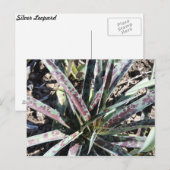 Silver Leopard # 3 Postkarte (Vorne/Hinten)
