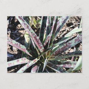 Silver Leopard # 3 Postkarte