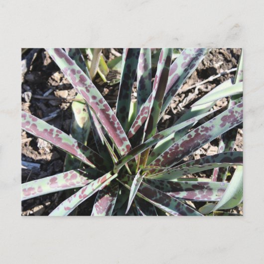 Silver Leopard # 3 Postkarte (Vorderseite)