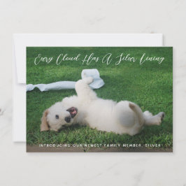 Silver Lining Foto Pet Adoption Ankündigung