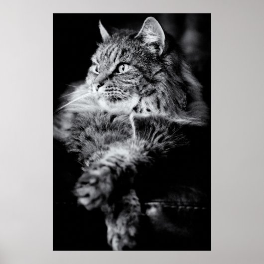 Silver Long Hair Tabby Cat Poster (Vorne)