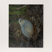 Silver Male Button Quail im Gras Puzzle (Vertikal)