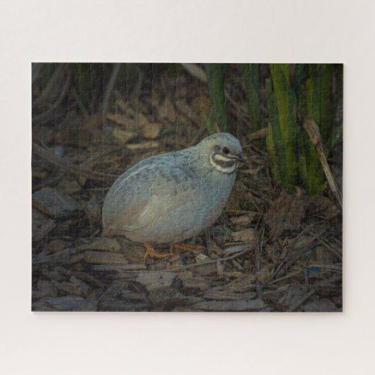Silver Male Button Quail im Gras Puzzle (Horizontal)