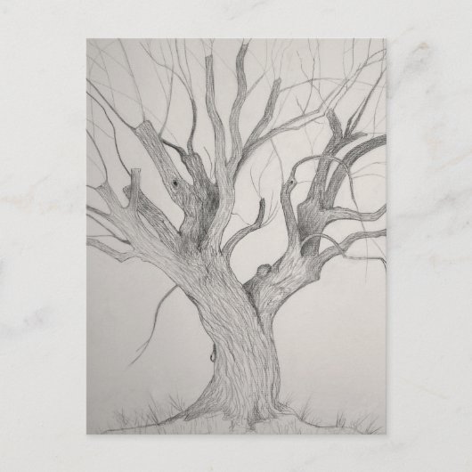 Silver Maple Postkarte (Vorderseite)
