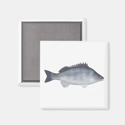 Silver Perch Magnet (Vorderseite/Rückseite)