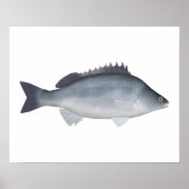 Silver Perch Poster (Vorne)