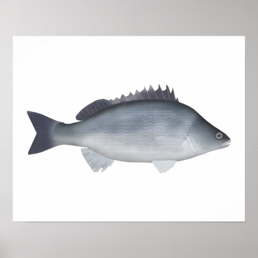 Silver Perch Poster (Vorne)