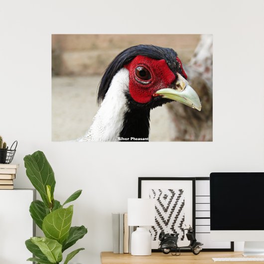 Silver Pheasants Poster (Heimbüro)