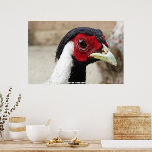 Silver Pheasants Poster (Küche)