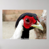 Silver Pheasants Poster (Vorne)