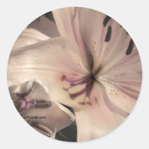 Silver Pink Lilly Wedding Einladung Siegel Runder Aufkleber
