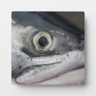 Silver Salmon Face Fotoplatte