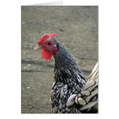 Silver Sebright Bantam Rooster (Vorne)