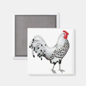 Silver Spangled Hamburg Rooster Magnet (Vorderseite/Rückseite)