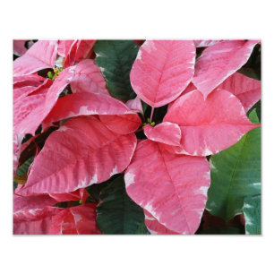 Silver Star Marble Poinsettias Pink Holiday Floral Fotodruck