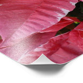 Silver Star Marble Poinsettias Pink Holiday Floral Fotodruck (Ecke)