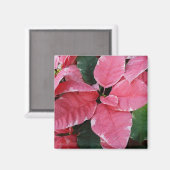 Silver Star Marble Poinsettias Pink Holiday Floral Magnet (Vorderseite/Rückseite)