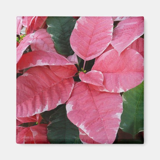 Silver Star Marble Poinsettias Pink Holiday Floral Magnet (Vorne)
