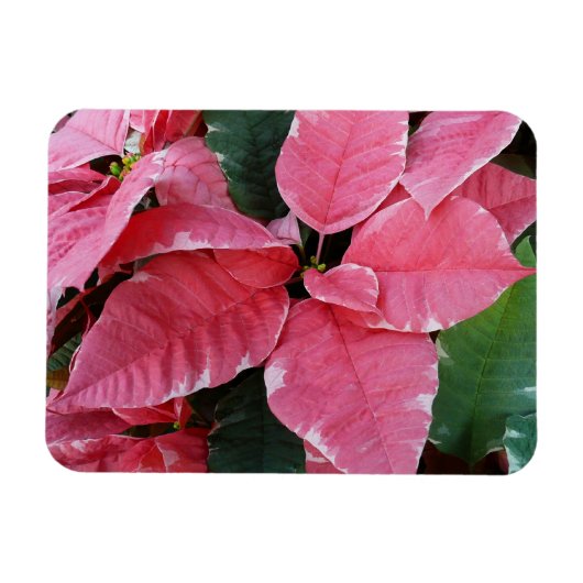 Silver Star Marble Poinsettias Pink Holiday Floral Magnet (Horizontal)