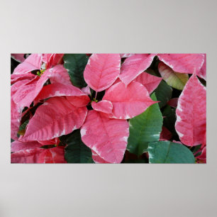 Silver Star Marble Poinsettias Pink Holiday Floral Poster