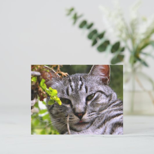 Silver Tabby Cat Face Postkarte (Stehend Vorderseite)