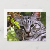 Silver Tabby Cat Face Postkarte (Vorne/Hinten)