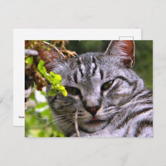 Silver Tabby Cat Face Postkarte (Vorne/Hinten)