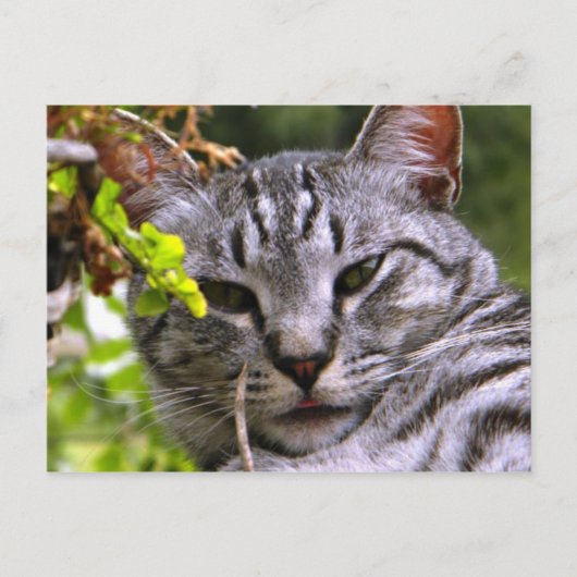 Silver Tabby Cat Face Postkarte (Vorderseite)