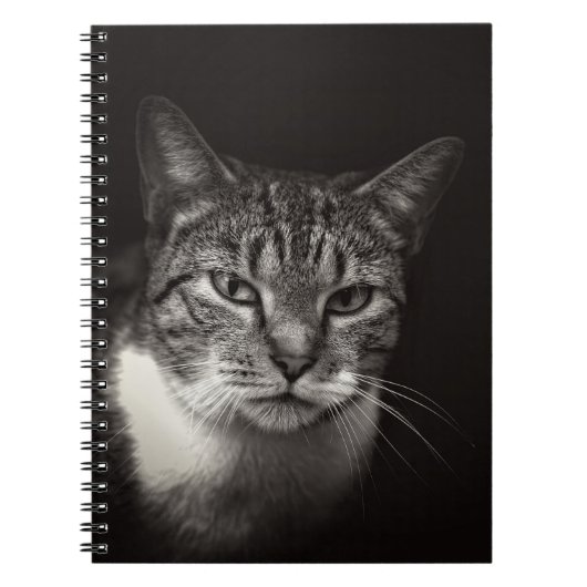 SILVER TABBY CAT NOTIZBLOCK (Vorderseite)