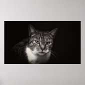 SILVER TABBY CAT POSTER (Vorne)