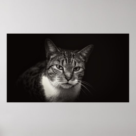 SILVER TABBY CAT POSTER (Vorne)