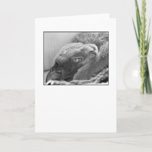 Silver the Cat Greeting Card Karte